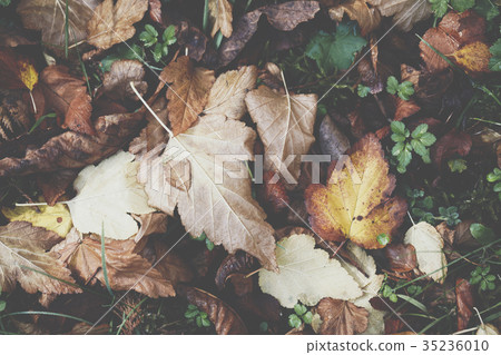 Extreme closeup macro of an colorful autumn leaf Extreme closeup macro of an colorful autumn leaf 35236010