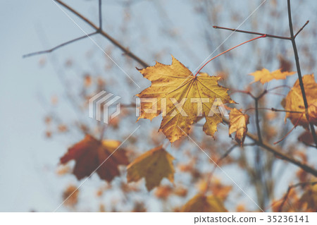 Season of beautiful autumn leaves. Season of beautiful autumn leaves. 35236141