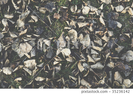 Season of beautiful autumn leaves. Season of beautiful autumn leaves. 35236142