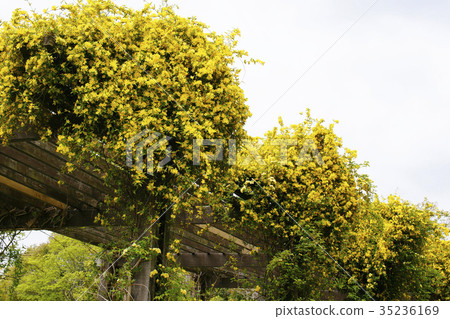 Carolina jasmine Carolina jasmine 35236169