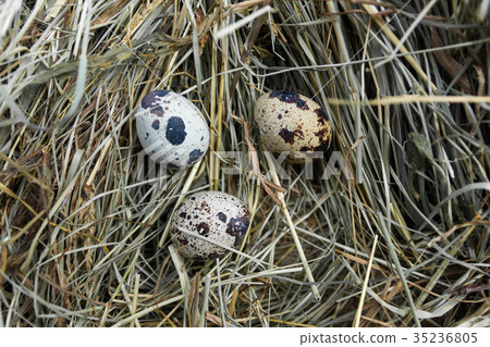 Quail nest with eggs. 35236805