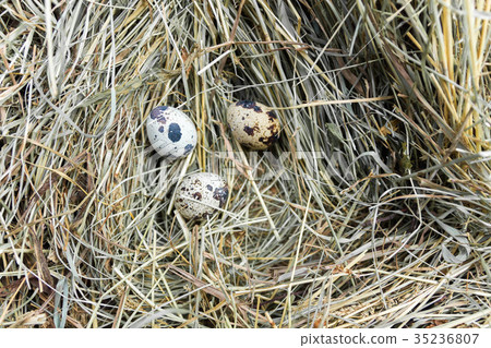 Three quail eggs. 35236807