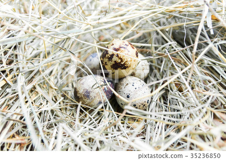 A bunch of quail eggs in hay. Close-up. A bunch of quail eggs in hay. Close-up. 35236850