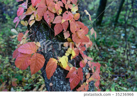 Autumn ivy Autumn ivy 35236966