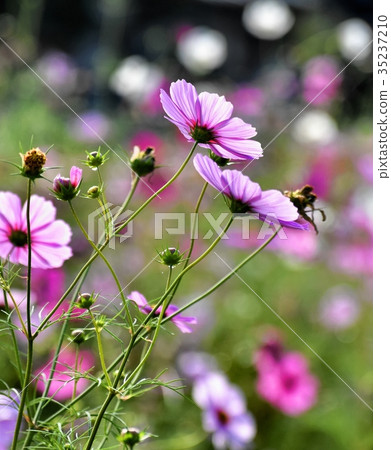 Pink cosmos, back view, back shot 35237210