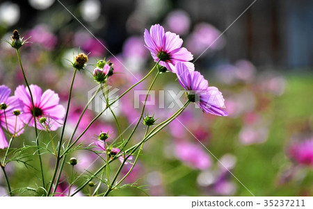 Pink cosmos, back view, back shot Pink cosmos, back view, back shot 35237211