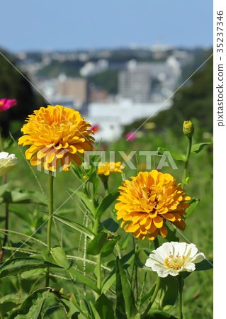 Kurihama和Zinnia鎮 Kurihama和Zinnia鎮 35237346