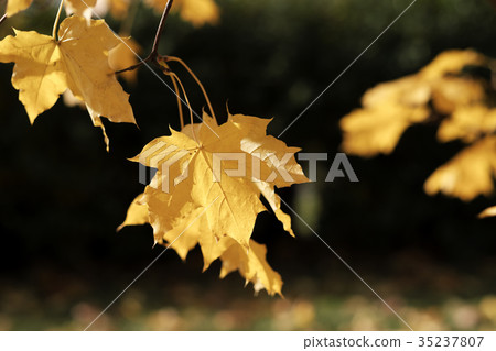Autumn leaves on a tree branch 35237807