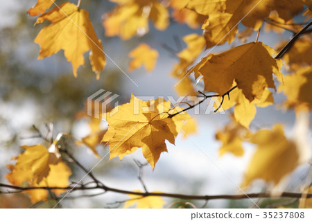 Autumn leaves on a tree branch 35237808