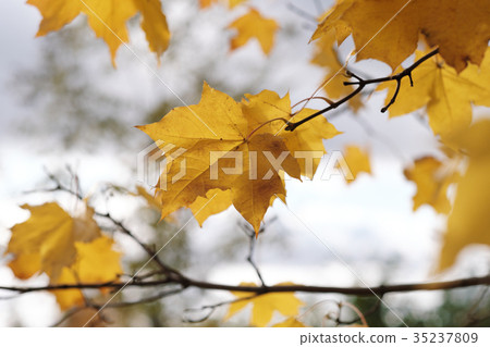 Autumn leaves on a tree branch 35237809