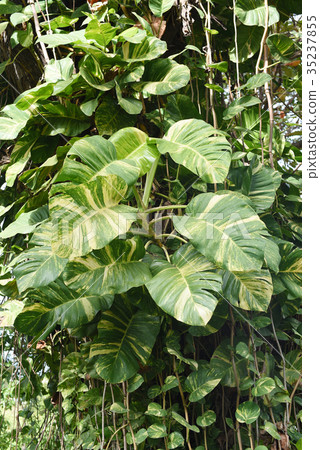 closed up the golden pothos on a tree 35237855