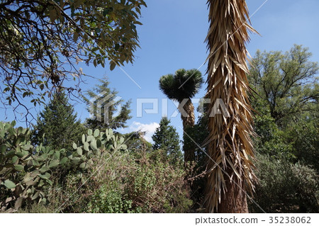 Teotihuacan ruins cactus Teotihuacan ruins cactus 35238062
