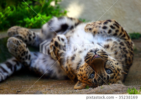 一隻豹子 一隻豹子 35238169