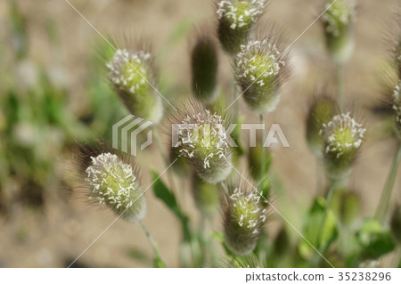 La Glass La Glass 35238296