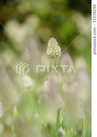 拉玻璃 拉玻璃 35238298