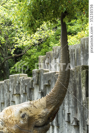 非洲大象 35238556