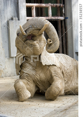 African elephant 35238557
