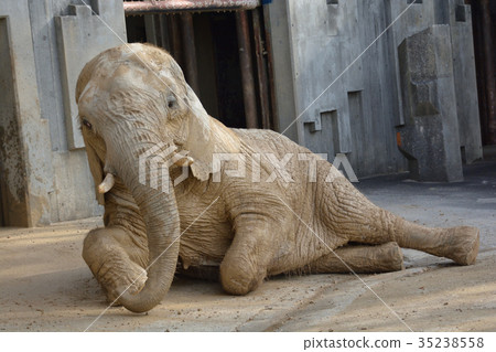 African elephant 35238558