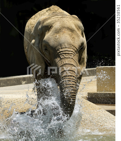 African elephant 35238561
