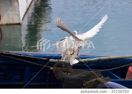 小白鷺鷥打架 小白鷺鷥打架 35238703