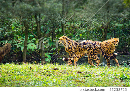 Young cheerful twin cheetah brother 35238723