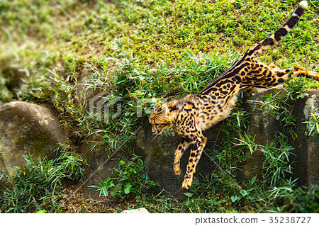 Young cheerful twin cheetah brother 35238727