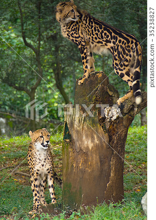 Young cheerful twin cheetah brother Young cheerful twin cheetah brother 35238827