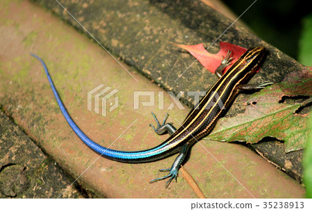 麗紋石籠子 蜥蜴 麗紋石籠子 蜥蜴 35238913