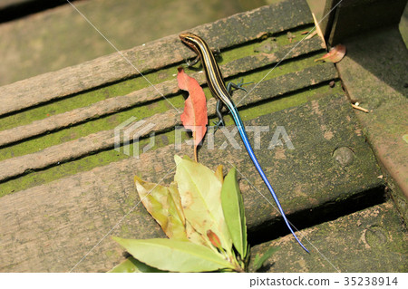 麗紋石籠子 蜥蜴 麗紋石籠子 蜥蜴 35238914