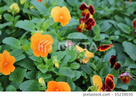 Marinpi Kobe的Viola Field Marinpi Kobe的Viola Field 35239030