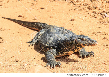 Water monitor lizard 35239043