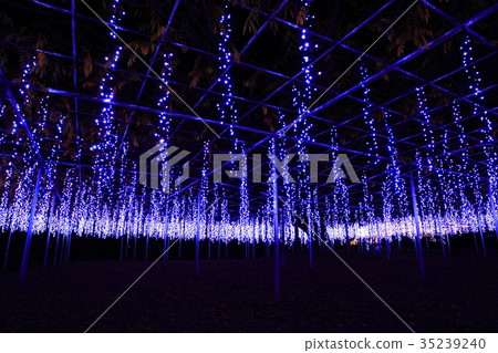足利花卉公園的紫藤照明 足利花卉公園的紫藤照明 35239240