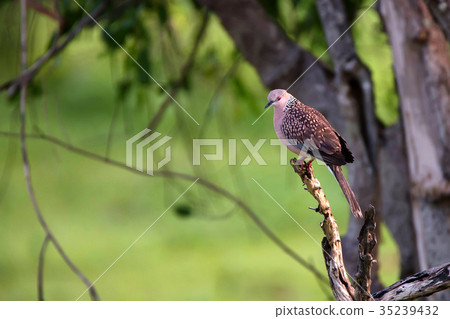 Spotted Dove or Streptopelia chinensis 35239432