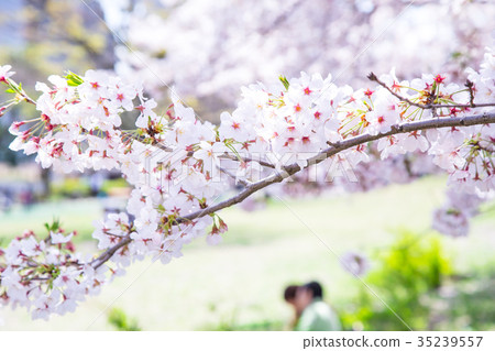 看櫻花的人辦公室員工櫻花季節Somei Yoshino Somei吉野櫻花在公園裡觀賞 看櫻花的人辦公室員工櫻花季節Somei Yoshino Somei吉野櫻花在公園裡觀賞 35239557
