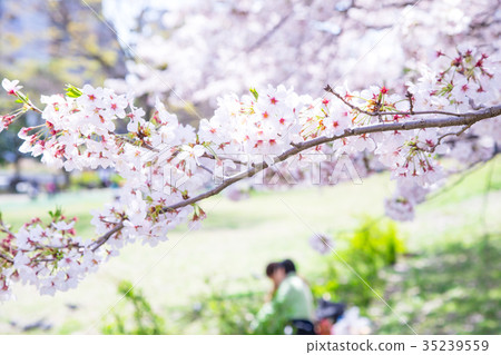 看櫻花的人辦公室員工櫻花季節Somei Yoshino Somei吉野櫻花在公園裡觀賞 看櫻花的人辦公室員工櫻花季節Somei Yoshino Somei吉野櫻花在公園裡觀賞 35239559