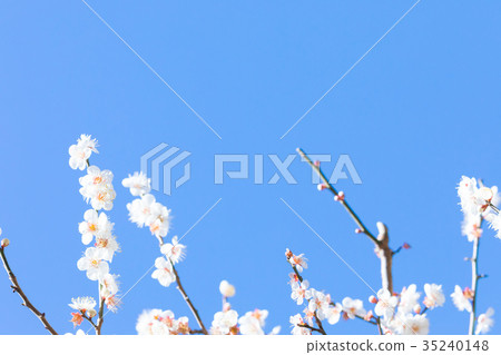 Blue sky and plum Sky White plum White plum blossoms Plum blossoms Plum blossoms Forest Many flowers Spring attractions 35240148