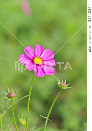 波斯菊波斯菊單輪和飛蛾綠色背景b垂直 35240394