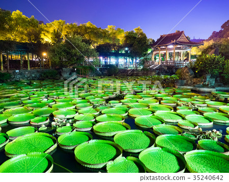 蓮花池公園 35240642