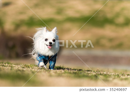 Chihuahua's walk 35240697