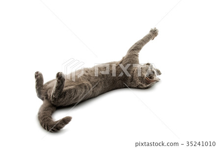 British shorthair grey cat isolated British shorthair grey cat isolated 35241010