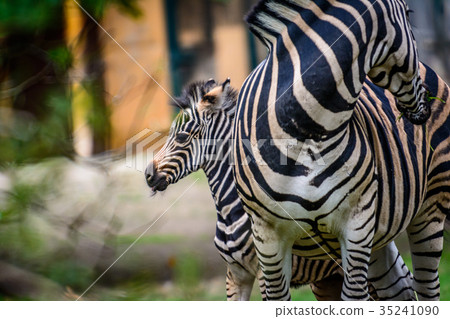 young and Female Chapmans zebra young and Female Chapmans zebra 35241090