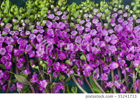 Hanaho Jiso 35241713