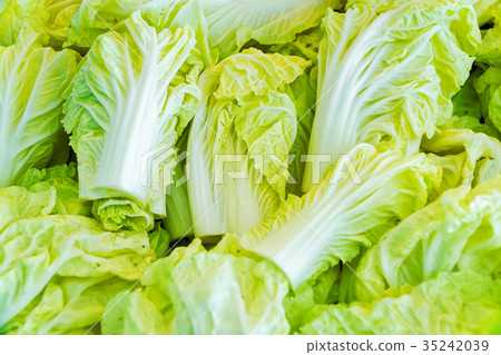 Chinese cabbage or Napa cabbage Chinese cabbage or Napa cabbage 35242039