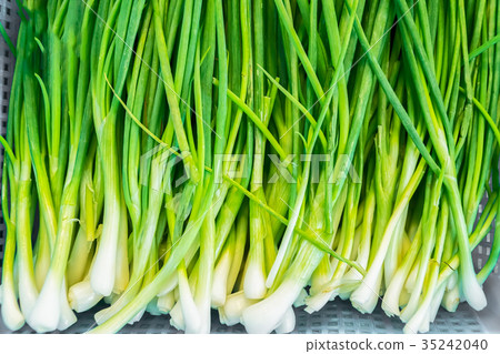 Freshness spring Green onion background 35242040