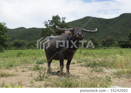 Thai Buffalo looking elegant 35242092
