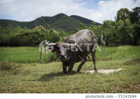 Thai Buffalo looking at camera and splash water Thai Buffalo looking at camera and splash water 35242094