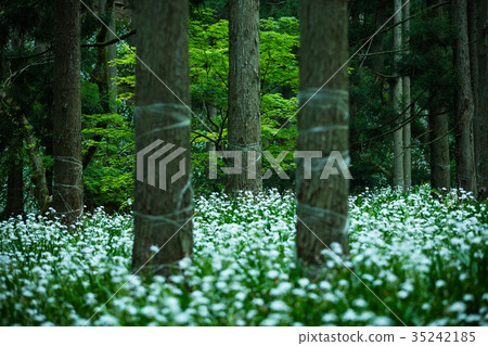 Ayabe city Shaga flock Ayabe city Shaga flock 35242185