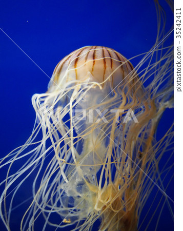 A dolphin jellyfish 35242411