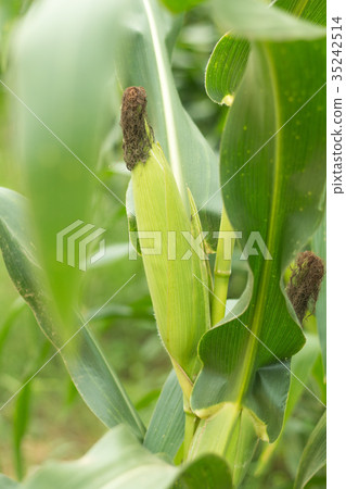 Close up of corn on the cob. 35242514