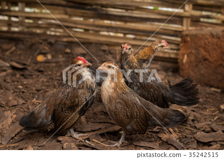 Close up of Wild Red junglefowl(Gallus gallus) Close up of Wild Red junglefowl(Gallus gallus) 35242515